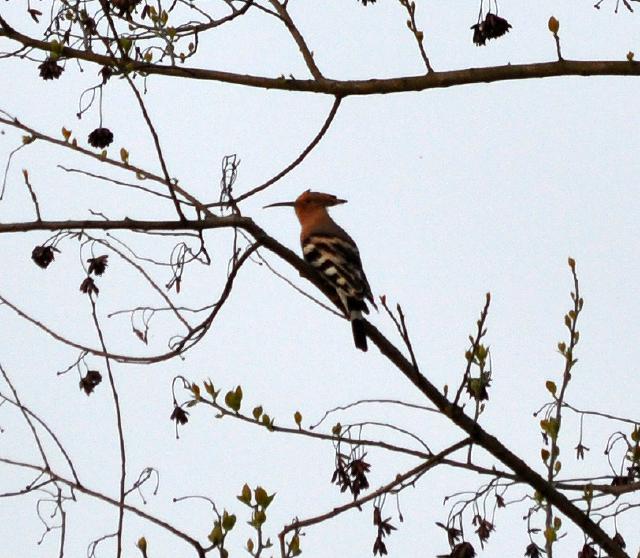 Common hoopoe